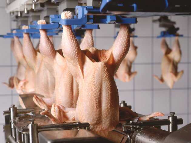 proizvodnja piletine