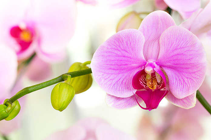 kako njegovati orhideju